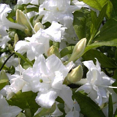 Рододендрон листопадный "Вайттроут" (Whitethroat)